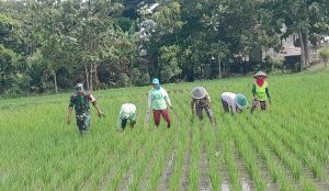 Read more about the article Turun ke Sawah Bersama Petani, Babinsa Desa Bulu Dampingi Penyiangan Padi
