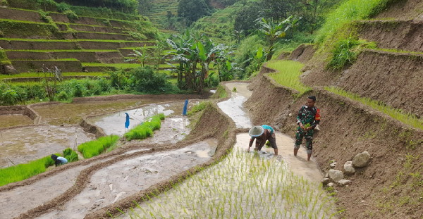 Read more about the article Turun ke Sawah, Babinsa Cermo Dampingi Petani Tanam Padi