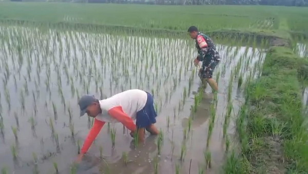 Read more about the article Pendampingan Petani, Babinsa Kodim Ponorogo Bantu Penyiangan Tanaman Padi