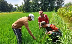 Read more about the article Pendampingan, Babinsa Ponorogo Bantu Petani Pengecekan Hama Tanaman Padi