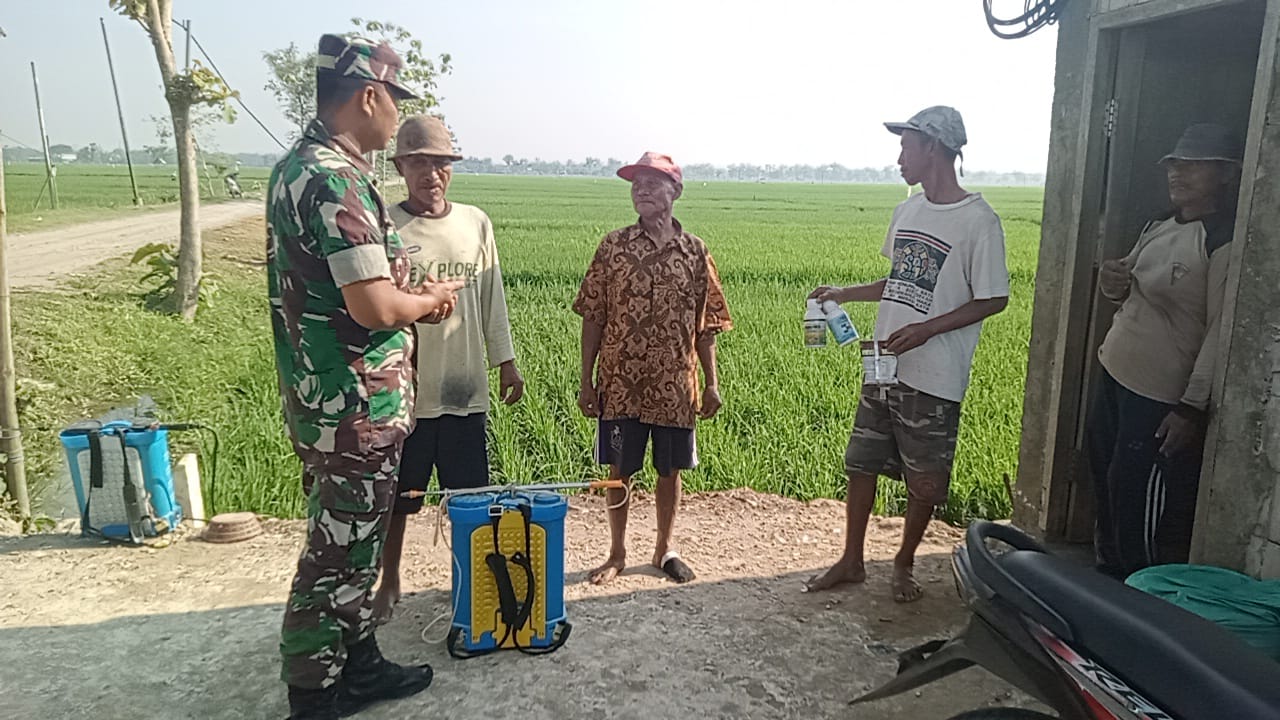 Read more about the article Babinsa Sumbergandu Komsos dengan Poktan Mulyo Kencono Bahas Pencegahan Hama Keong