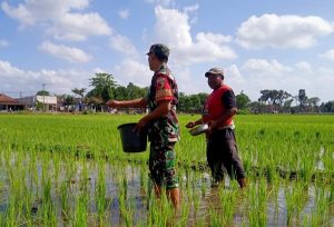 Read more about the article Serma Rony Dampingi Petani Tebar Pupuk Demi Sukseskan Ketahanan Pangan Nasional