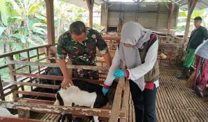 Read more about the article Babinsa Dampingi Vaksin PMK, Upaya Lindungi Ternak Warga