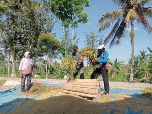 Read more about the article Petani Panen, Babinsa Ponorogo Bantu Rontokkan Padi