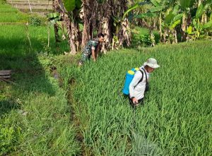 Read more about the article Babinsa Kodim Ponorogo Bantu Petani Semprot Hama Tanaman Padi