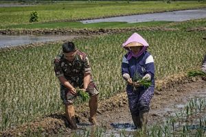 Read more about the article Dukung Swasembada Pangan, Serma Zamzami Dampingi Petani Tanam Padi