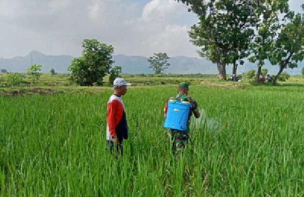 You are currently viewing Antisipasi Serangan Ulat dan Belalang, Serda Andri Dampingi Petani Semprot Hama