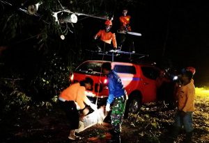 Read more about the article Hujan Deras Tumbangkan Pohon Sengon, Jalur Nasional Trenggalek–Ponorogo Sempat Lumpuh