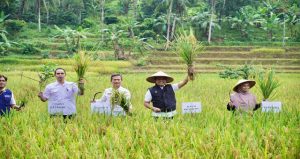 Read more about the article Bupati Pringsewu Hadiri Panen Raya Padi