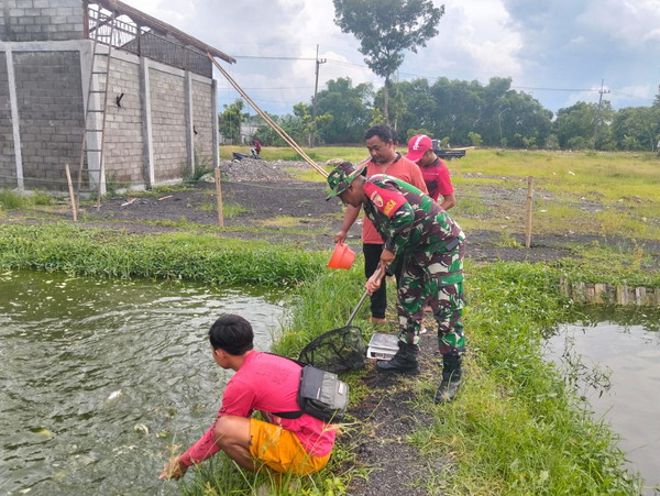 Read more about the article Babinsa dan Warga Krapyak Bersinergi Kembangkan Budidaya Ikan Patin untuk Ketahanan Pangan