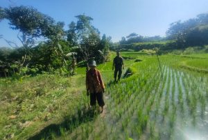 Read more about the article Aktif Pendampingan, Upaya Anggota Ponorogo Sejahterakan Petani