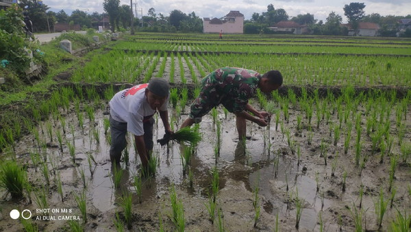 Read more about the article Optimalkan Populasi Tanaman, Babinsa Kodim Ponorogo Bantu Petani Penyulaman Bibit Padi