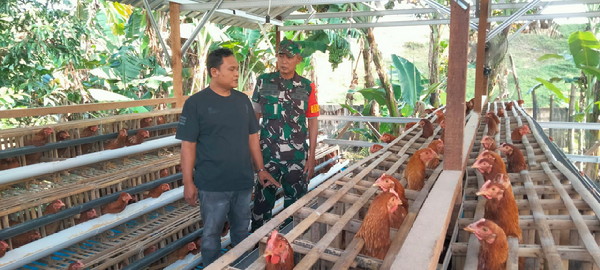 Read more about the article Dari Kandang Sederhana, Babinsa Klumpit Dampingi Peternakan Ayam Skala Rumahan