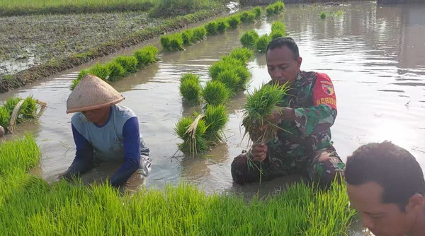 Read more about the article Dari Persemaian Menuju Harapan, Babinsa Tambakmas Turun ke Sawah Bantu Petani Ndaut
