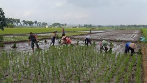 Read more about the article Dukung Ketahanan Pangan Nasional, Serma Agus Dampingi Petani Tanam Padi