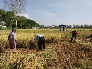 Read more about the article Di Tengah Hamparan Padi Menguning, Babinsa Sumberejo Dampingi Petani Panen Raya