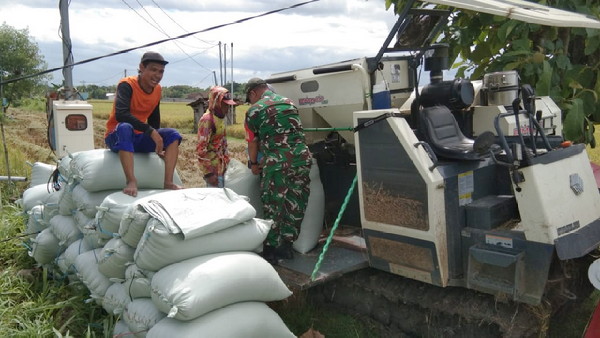 You are currently viewing Percepat Proses Panen, Babinsa Kodim Ponorogo Bantu Petani Angkut Padi