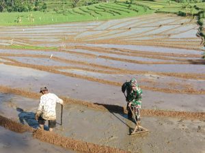 Read more about the article Bantu Olah Lahan Upaya Babinsa Kodim Ponorogo Sejahterakan Petani