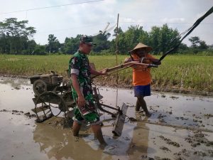 Read more about the article Babinsa Sukodono Turun ke Sawah, Dampingi Petani Bajak Lahan Demi Tingkatkan Produktivitas Pertanian