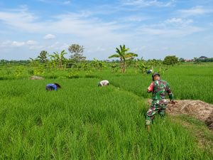 Read more about the article Demi Padi Tumbuh Subur, Babinsa Sebayi Turun Langsung Bersihkan Gulma di Sawah Warga