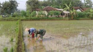 Read more about the article Dorong Petani Sukses, Babinsa Kodim Ponorogo Bantu Tanam Padi