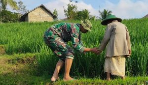 Read more about the article Babinsa Desa Segawe Dampingi Petani, Wujudkan Ketahanan Pangan di Wilayah Binaan