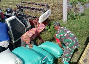 Read more about the article Panen Raya di Kertosari, Kebersamaan Babinsa dan Petani Hadirkan Semangat Menuju Swasembada Pangan