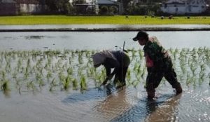 Read more about the article Serka Junaedi Dampingi Petani Tanam Padi, Perkuat Ketahanan Pangan Nasional