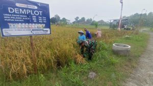 Read more about the article Tangan-Tangan yang Menjaga Ketahanan Pangan, Babinsa Turun Langsung Dampingi Panen Petani Sumberejo