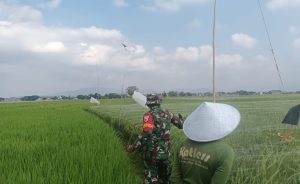 Read more about the article Babinsa Karangrejo Dampingi Petani Usir Hama Burung, Upaya Maksimalkan Hasil Panen