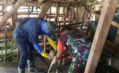 Read more about the article Babinsa Rejomulyo bersama Petugas DKPP Lakukan Vaksinasi PMK