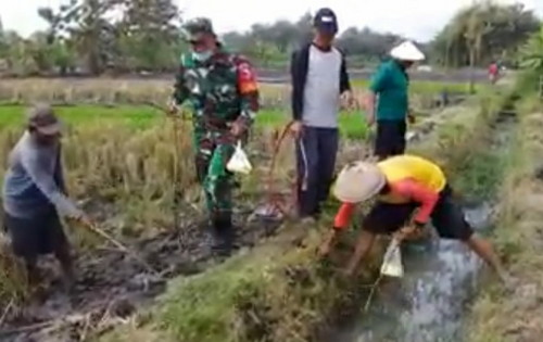 Read more about the article Bersama Kelompok Tani, Babinsa Koramil Paron Lakukan Gropyokan Hama Tikus