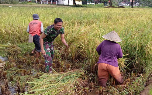 Read more about the article Kodim 0801/Pacitan Bantu Petani Panen Padi
