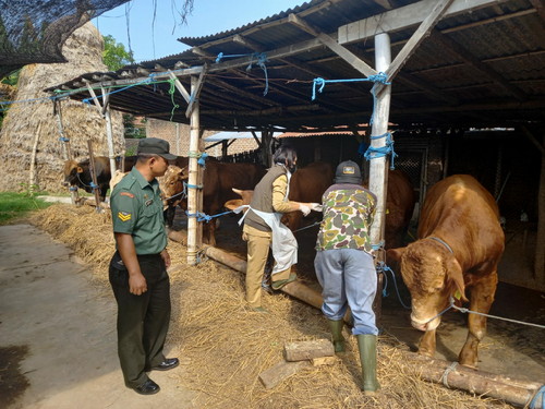 Read more about the article Cegah Ternak Terpapar Penyakit LSD, Kodim Madiun Kerahkan Babinsa Dampingi Vaksinasi