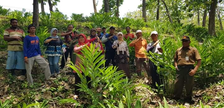 You are currently viewing Kawasan Hutan Lindung Desa Juworo Ditanami Kapulaga