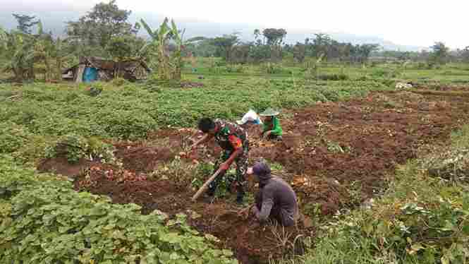 You are currently viewing Babinsa Gayam Koramil 08 05/09 Kendal Bantu Warga Panen Ubi