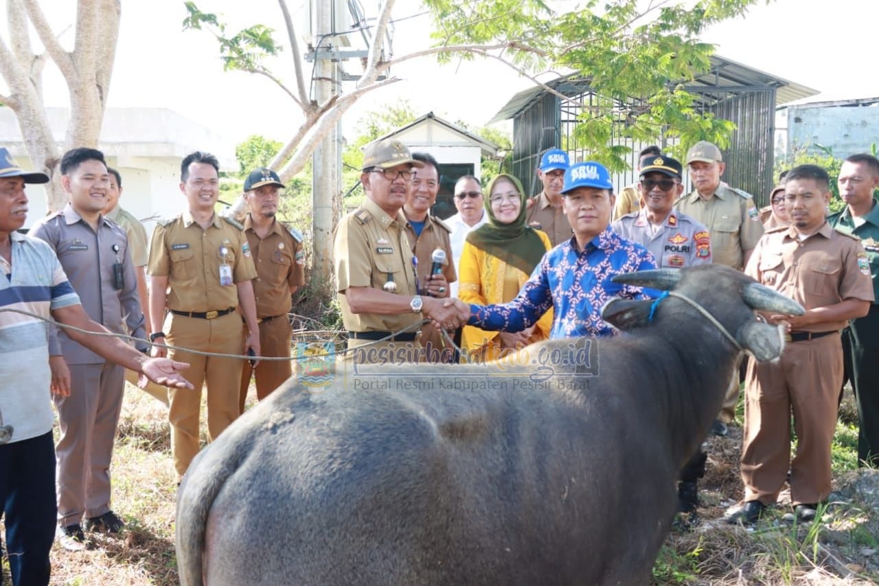 You are currently viewing MEMPERINGATI HARI RAYA IDUL ADHA 1444H, PEMKAB PESISIR BARAT SEDIAKAN 20 HEWAN QURBAN