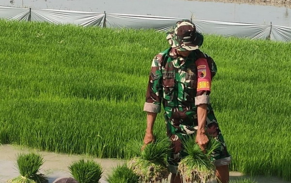 You are currently viewing Babinsa Desa Pacinan Lakukan Pendampingan Ketahanan Pangan dan Cabut Benih Padi