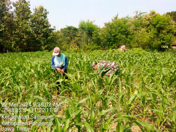 You are currently viewing Sukseskan Swasembada Pangan,  Babinsa Kodim 0802/Ponorogo Pendampingan Petani Jagung