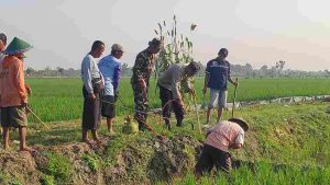 Read more about the article Anggota Koramil Karangjati bersama Petani Laksanakan Gropyokan Tikus