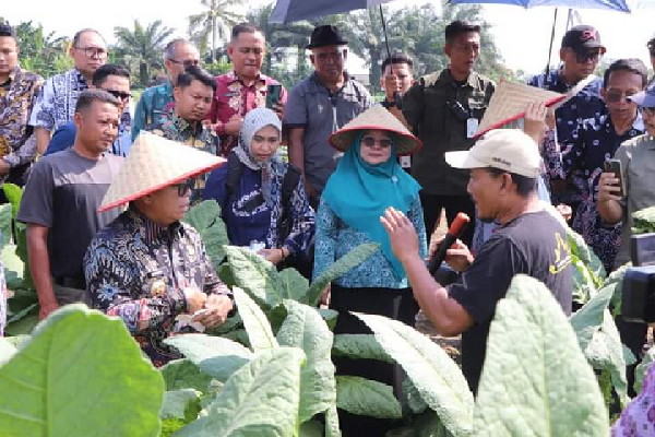 Read more about the article Gubernur Lampung Panen Tembakau, Dorong Produktivitas Petani
