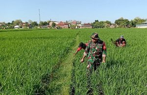 Read more about the article Babinsa Kodim 0802/Ponorogo Dampingi Petani Bersihkan Gulma