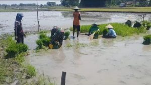 Read more about the article Babinsa Ngadirejo Dampingi Petani Penyiapan Benih Padi
