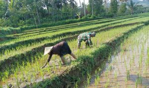 Read more about the article Tingkatkan Hasil Panen, Babinsa Kodim Ponorogo Melakukan Penyiangan Padi
