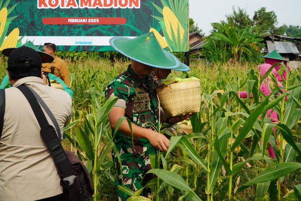 Read more about the article Dandim dan Forkopimda Madiun Panen Raya Jagung, Dukung Ketahanan Pangan