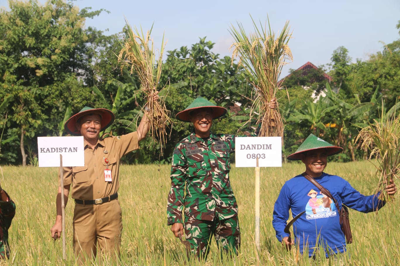 Read more about the article Dandim Madiun Panen Raya dan Serap Gabah Bandungan