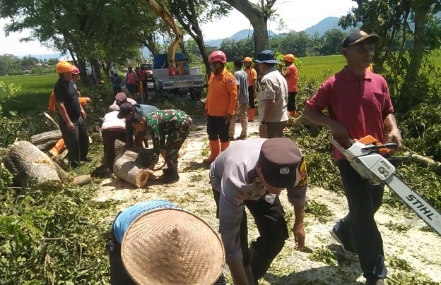 Read more about the article Cegah Pohon Tumbang, TNI-Polri dan BPBD Trenggalek Bergerak Cepat