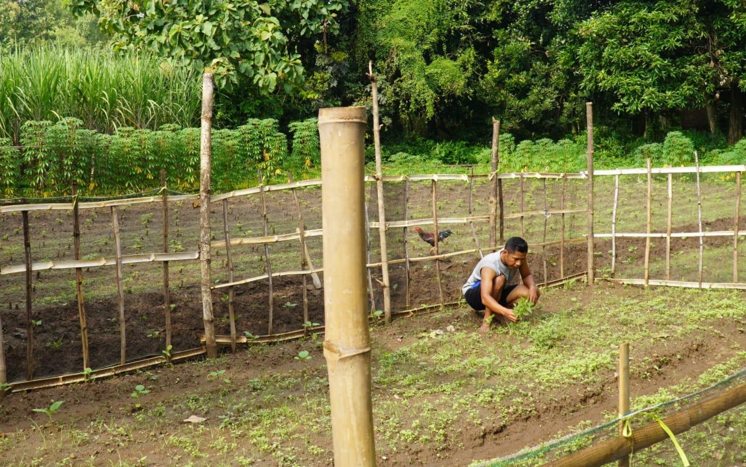 You are currently viewing Tingkatkan Ekonomi Keluarga, Perwira TNI AD Tanam Sayuran dan Singkong