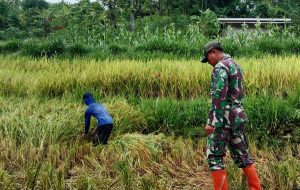 Read more about the article Bantu Panen Padi, Upaya Anggota TNI Kodim Ponorogo Sejahterakan Petani