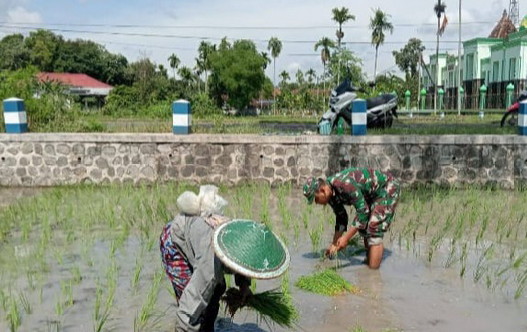 Read more about the article Babinsa Gempolan Dorong Produktivitas Padi untuk Ketahanan Pangan